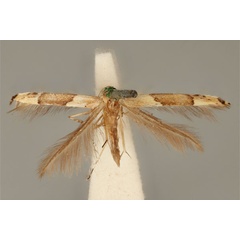 /filer/webapps/moths_gc/media/images/E/enchlamyda_Acrocercops_ST_ANIC31-087191_dorsal.jpg