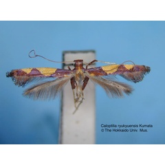 /filer/webapps/moths_gc/media/images/R/ryukyuensis_Caloptilia_HT_EIHU.jpg