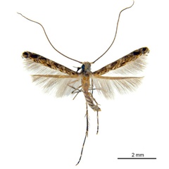 /filer/webapps/moths_gc/media/images/V/virosae_Diphtheroptila_HT_ANIC.jpg