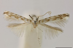 Acrocercops urbanella
