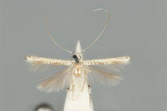 Cuphodes maculosa