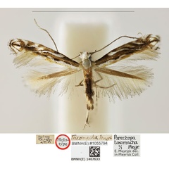 /filer/webapps/moths_gc/media/images/T/toxomacha_Parectopa_HT_BMNH_1407633.jpg