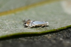 Phyllocnistis valentinensis