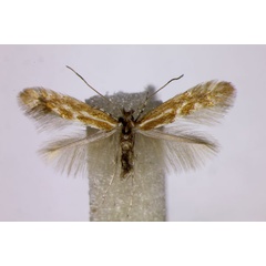 /filer/webapps/moths_gc/media/images/S/staintonella_Phyllonorycter_A_BMNH.jpg