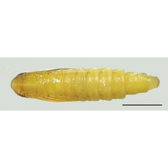 /filer/webapps/moths_gc/media/images/B/baranchikovi_Micrurapteryx_Pupa2__Kirichenko-et-al_2021_147.jpg