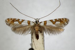 Spulerina simploniella