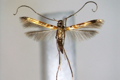 Chrysocercops leprosulae