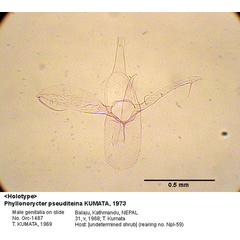 /filer/webapps/moths_gc/media/images/P/pseuditeina_Phyllonorycter_GM_HT_1487_EIHU.jpg