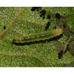 /filer/webapps/moths_gc/media/images/C/cataractias_Caloptilia_larva_Triberti-etal_2024_45.jpg