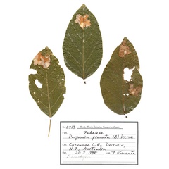 /filer/webapps/moths_gc/media/images/P/pinnatae_Liocrobyla_HT_hostplant_ANIC.jpg