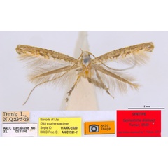 /filer/webapps/moths_gc/media/images/D/dialeuca_Toowoomba_PLT_ANIC.jpg