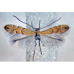 /filer/webapps/moths_gc/media/images/M/medicaginella_Phyllonorycter_A_Bengtsson_2026_28.jpg