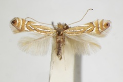 Phyllonorycter platani