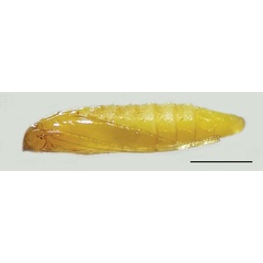 /filer/webapps/moths_gc/media/images/B/baranchikovi_Micrurapteryx_Pupa3__Kirichenko-et-al_2021_147.jpg