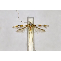 /filer/webapps/moths_gc/media/images/S/sanctaecrucis_Dialectica_A_BMNH(E)-1055715.jpg