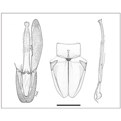 /filer/webapps/moths_gc/media/images/C/chrysocosma_Eucosmophora_LT_GM_USNM.jpg