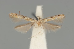 Acrocercops clisiophora