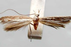 Pogonocephala veneranda