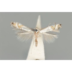 /filer/webapps/moths_gc/media/images/E/ephimera_Phyllocnistis_ST_ANIC31-076547_dorsal.jpg
