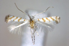 Eumetriochroa hiranoi