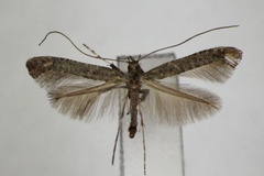Caloptilia ulmi