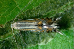 Phyllocnistis ourea