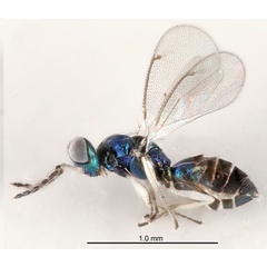 /filer/webapps/moths_gc/media/images/B/berberidella_Phyllonorycter_parasitoid4_Nunes-etal_2026_146.jpg