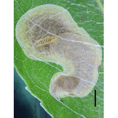 /filer/webapps/moths_gc/media/images/R/riparia_Cameraria_larva1_Sawada-etal_2024_188.jpg