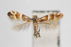 Phyllonorycter bicinctella