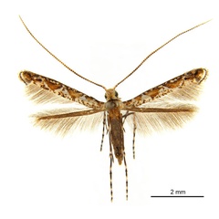 /filer/webapps/moths_gc/media/images/E/eubenangee_Polydema_HT_De-Prins-etal_2025_233.jpg