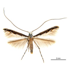 /filer/webapps/moths_gc/media/images/G/glochidiella_Diphtheroptila_PT_ANIC.jpg