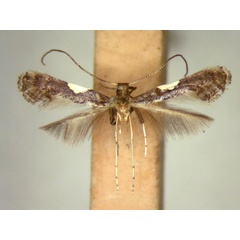 /filer/webapps/moths_gc/media/images/V/vicinola_Caloptilia_HT_TMSA5626.jpg