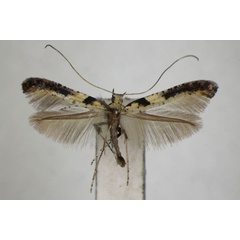 /filer/webapps/moths_gc/media/images/M/mongolicae_Caloptilia_PT_ZSM.jpg