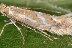 Phyllonorycter haasi