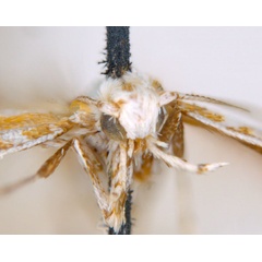 /filer/webapps/moths_gc/media/images/M/machaerophora_Aristaea_HT_head_ANIC.jpg