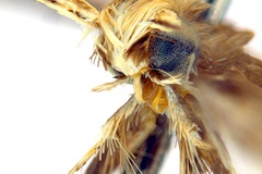 Diphtheroptila glochidia