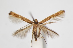 Cuphodes diospyrosella