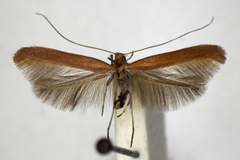 Caloptilia rufipennella