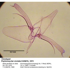 /filer/webapps/moths_gc/media/images/C/cinctata_Phyllonorycter_GM_HT_1428_EIHU.jpg