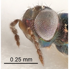 /filer/webapps/moths_gc/media/images/I/insignitella_Phyllonorycter_parasitoid1_Nunes-etal_2026_146.jpg