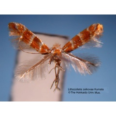 /filer/webapps/moths_gc/media/images/Z/zelkovae_Phyllonorycter_HT_EIHU.jpg