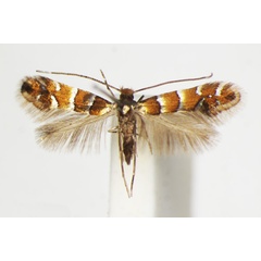 /filer/webapps/moths_gc/media/images/K/klemannella_Phyllonorycter_A_ZSM_3.jpg