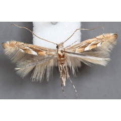 /filer/webapps/moths_gc/media/images/T/troodi_Phyllonorycter_A_Barton_IB1810.jpg