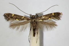 Calybites phasianipennella
