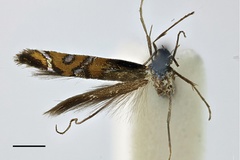 Philodoria succedanea