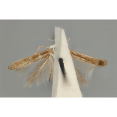 /filer/webapps/moths_gc/media/images/D/didymosticha_Cuphodes_PLT_ANIC31-087190_ventral.jpg