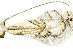 Phyllocnistis subpersea