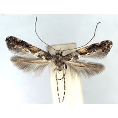 /filer/webapps/moths_gc/media/images/U/ussuriella_Gracillaria_A_WJDP.jpg