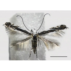 /filer/webapps/moths_gc/media/images/B/baranchikovi_Micrurapteryx_PT_NK-11-3_Kirichenko-et-al_2021_140.jpg