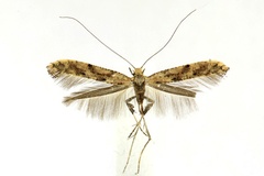 Caloptilia populetorum